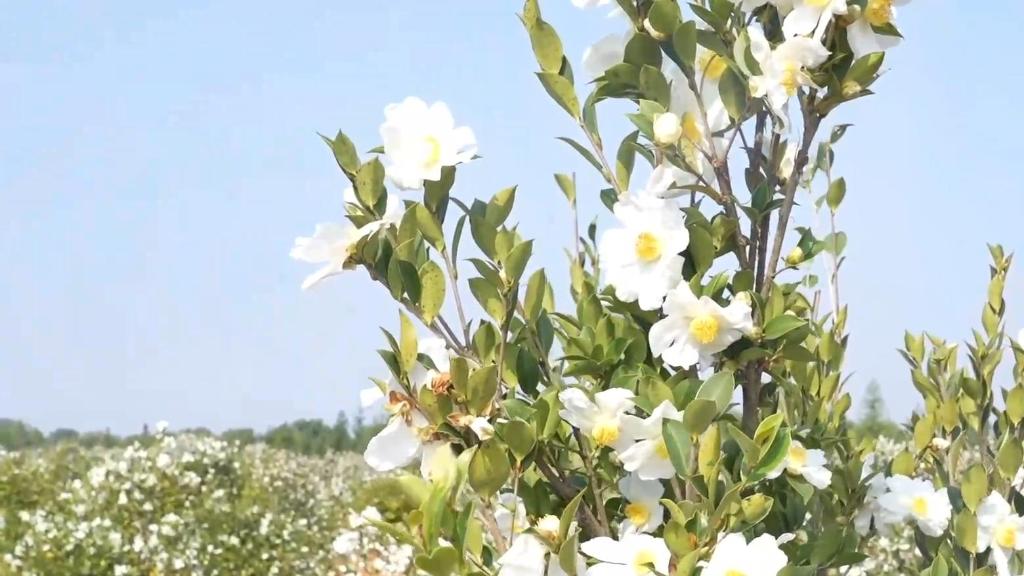 江西乐平：如霜似雪 油茶花开