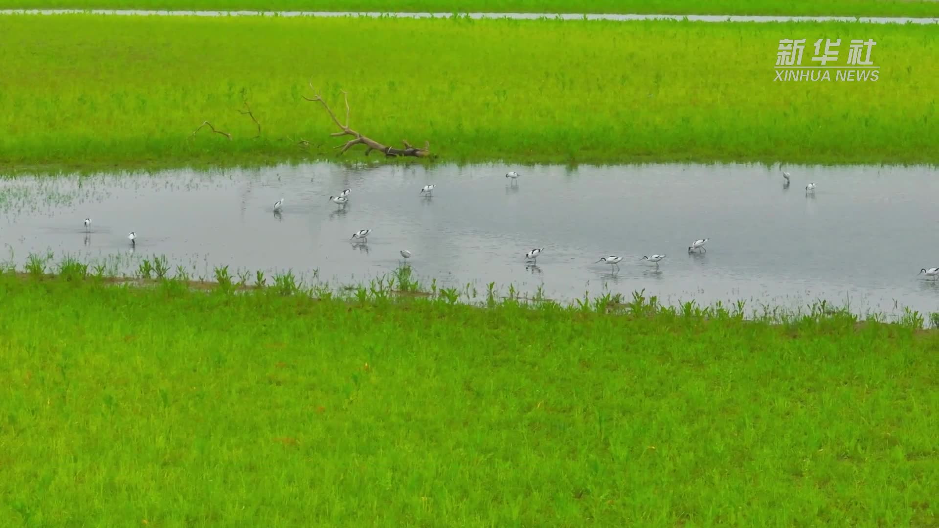 江西湖口：鄱阳湖湿地 四季鸟乐园