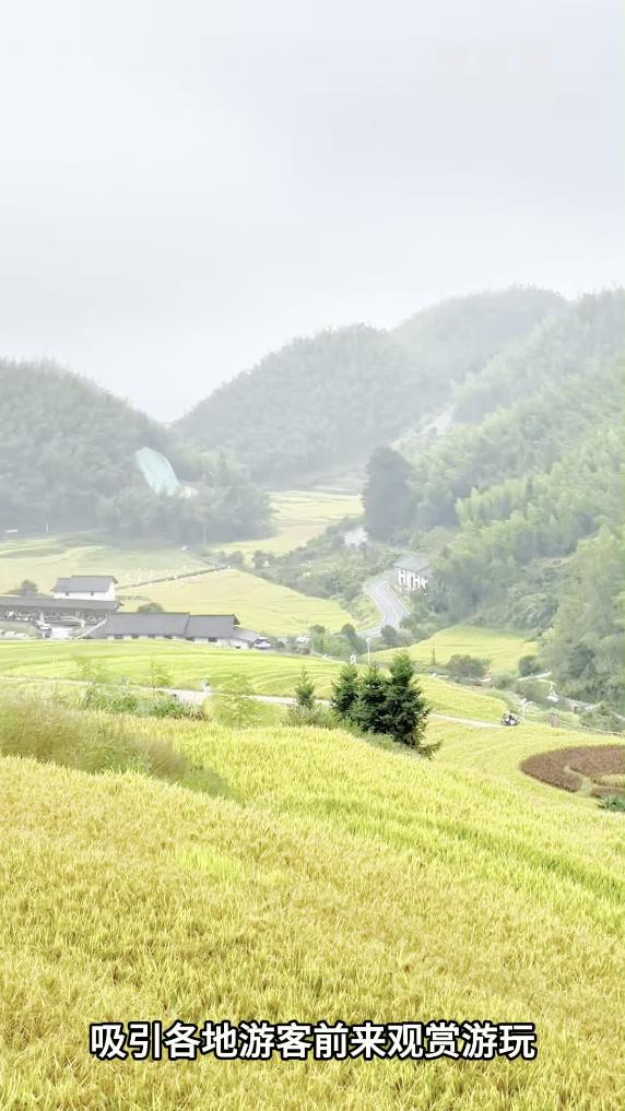 江西崇义：金色梯田醉心间