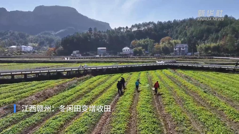 江西赣州：冬闲田变增收田