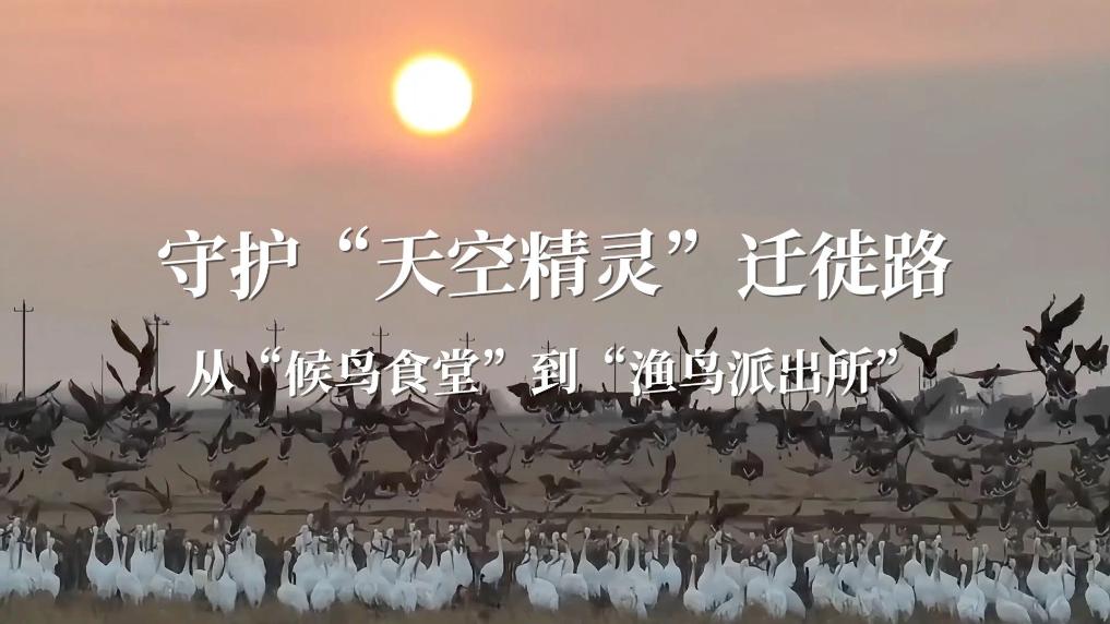 守护“天空精灵”迁徙路  