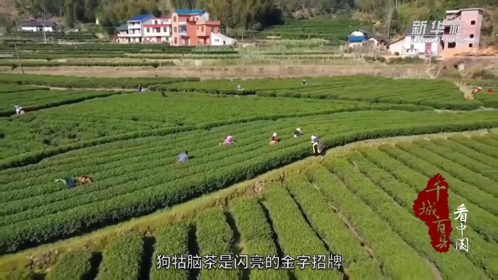 千城百县看中国｜江西遂川：“茶票”助力“点茶成金”