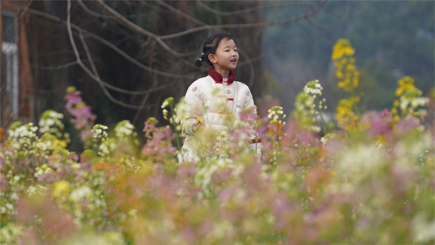 江西南昌：彩色油菜花田春光正好