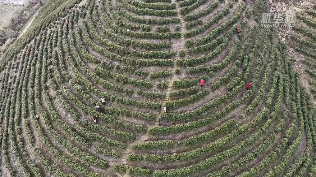 江西都昌：4.9万亩春茶开采 电商助力销售