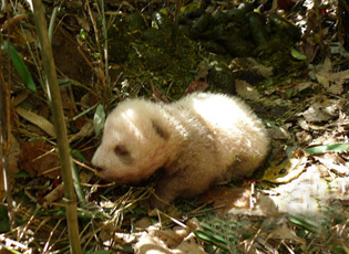 熊猫分布的核心地区发现了一只罕见的棕色大熊猫幼仔; ◆博客