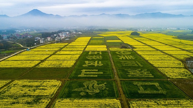 航拍江西湖口油菜花海:满目金黄满地春